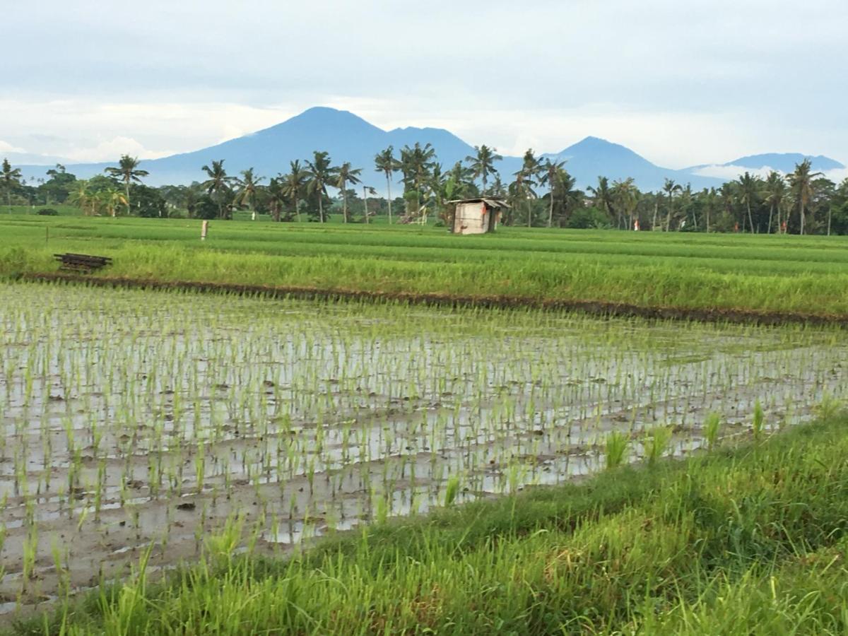 Bali Harmony Retreat Aparthotel Canggu  Luaran gambar